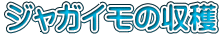 ジャガイモの収穫