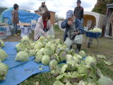 イズミヤ共済会 野菜づくり教室を開